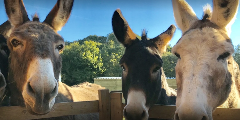 Feed and Pet a friendly donkey at the Hayling Island Donkey Sanctury